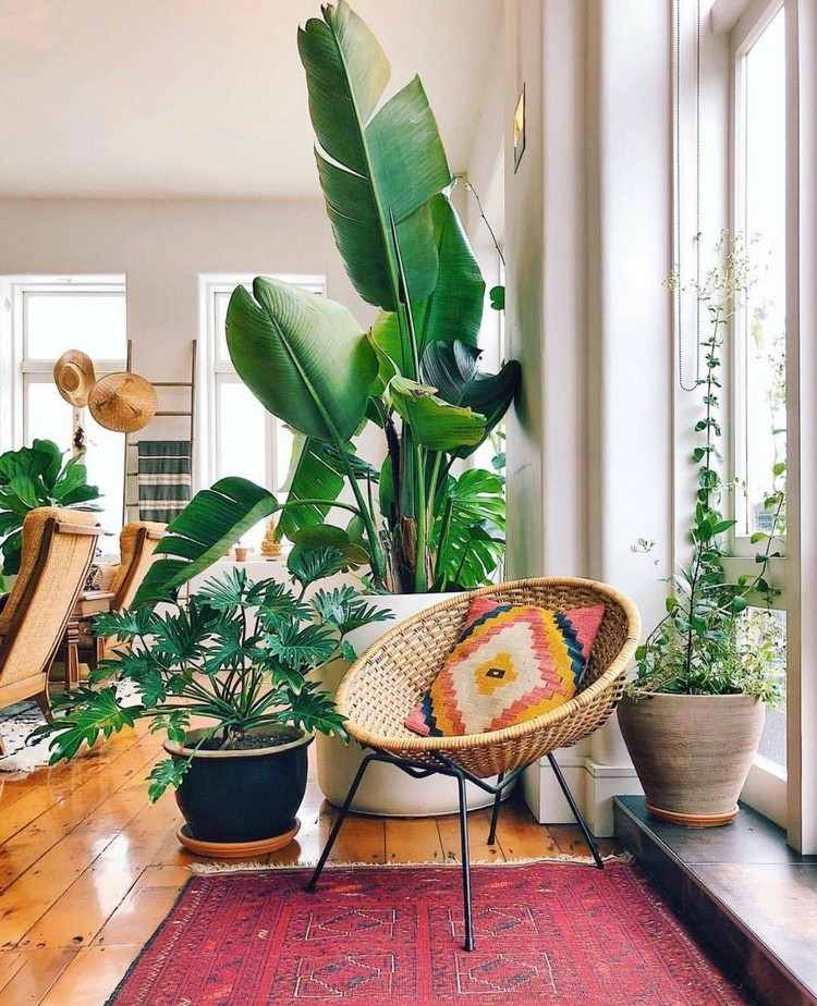 Plantas para a sala Tendências de móveis Estilo de vida Boho Dicas de decoração