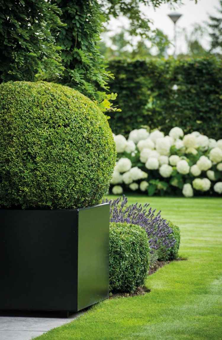 topiaria de buxo minimalista-decoração-preto-plantador-corte redondo