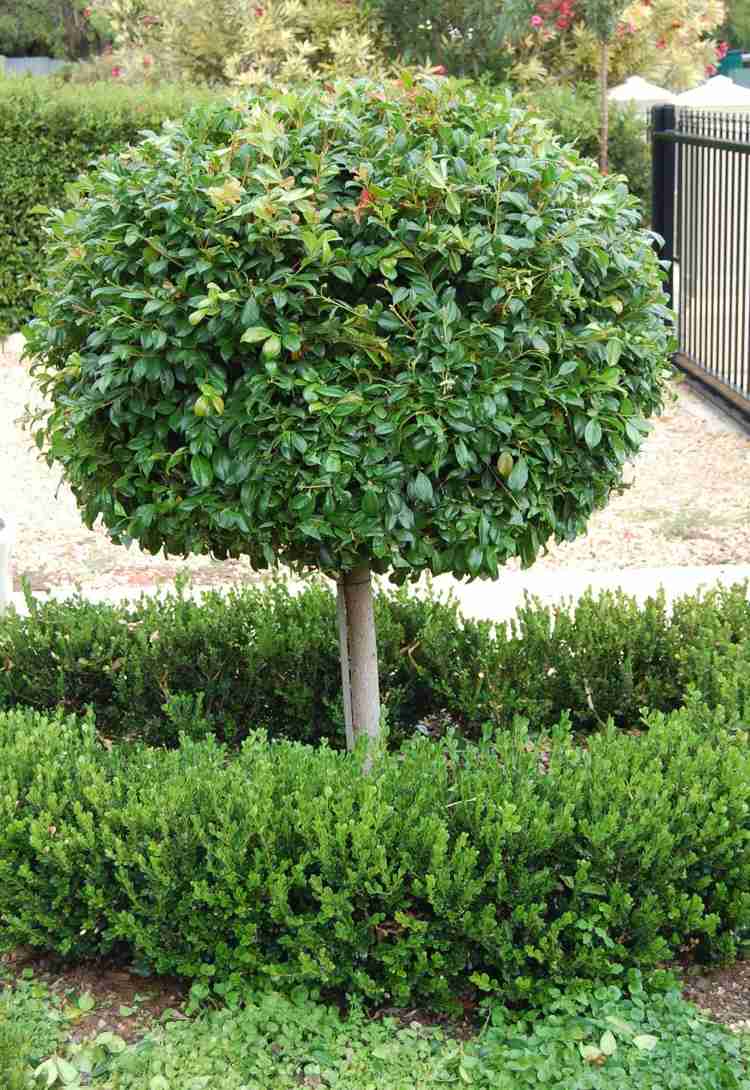 Jardim de buxo-topiária-ornamental-árvore-pequena-redonda-baixa-sebe