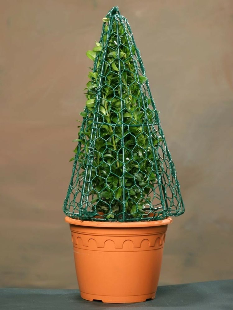Truque de buxo-topiário-cone-arame-moldura-ajuda-corte