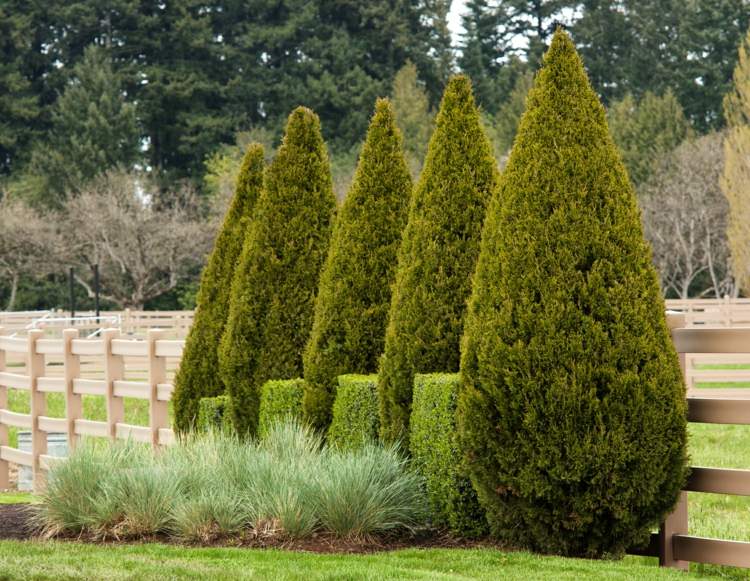 Buxo-topiária-cones-evergreen-plants-hedge-grasses