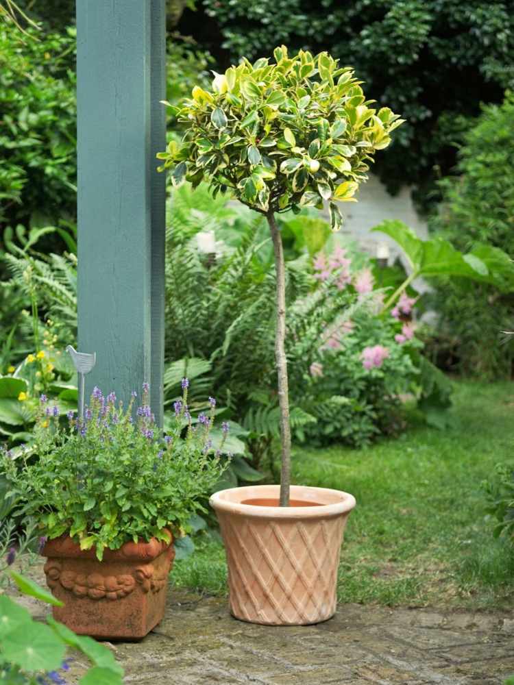 Buxo-topiária-mini-árvore-verde-folhas-vaso-planta-terraço-decorar-jardim