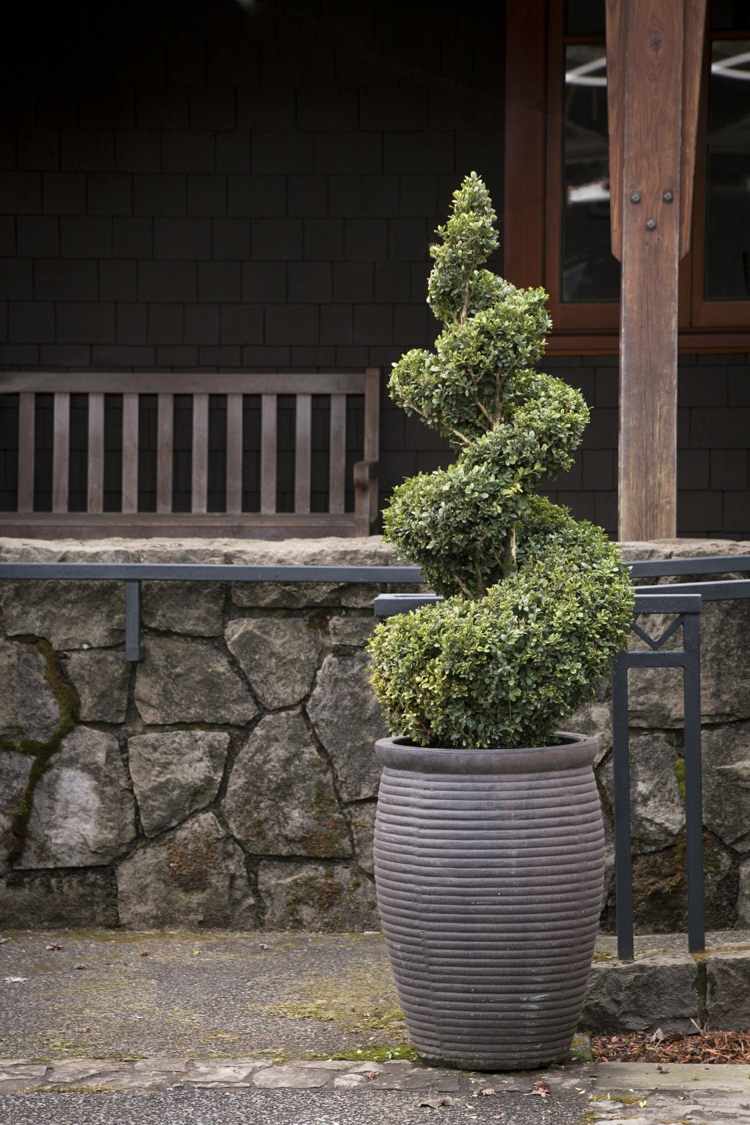 Buxo-topiária-espiral-forma-recipiente-planta-design-artístico