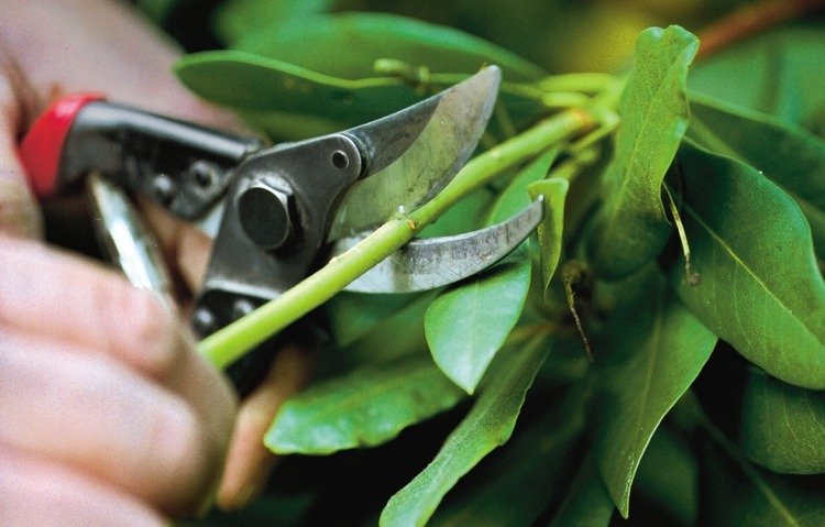 buxo-topiária-hobby-jardineiro-tesouras-tesouras-galhos-troncos-outono