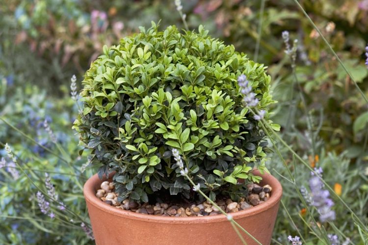 Decoração de vaso de planta pequena de topiária de buxo