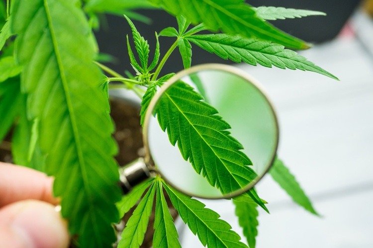 Folha da planta cannabis sativa sob a lupa