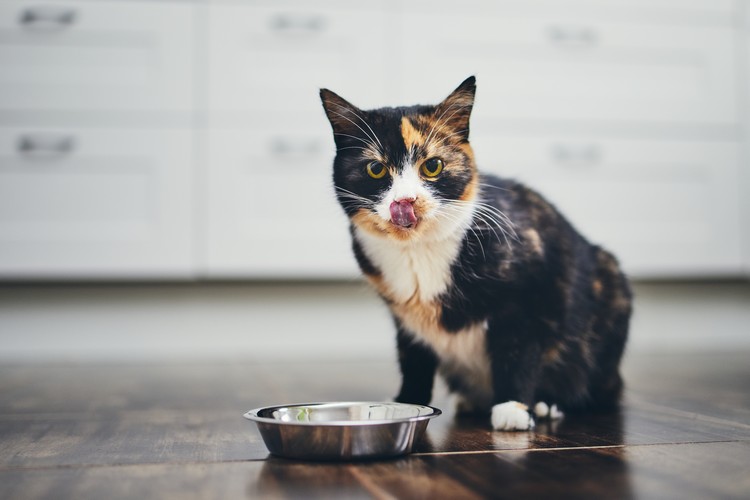 Como dar óleo de CBD a gatos com comida