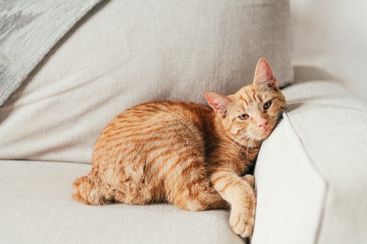 Sonolência como efeito colateral do óleo CBD em gatos