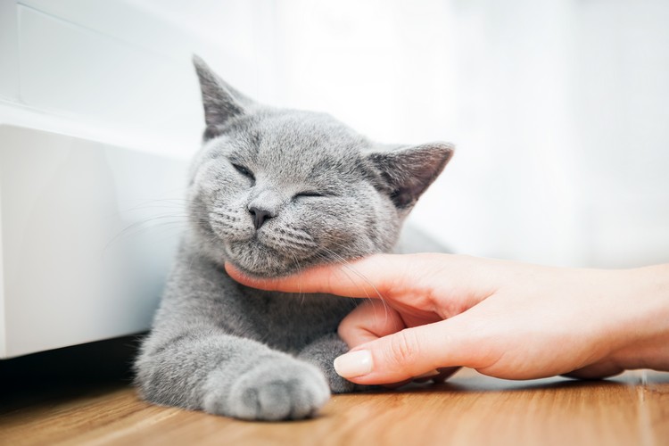 Mulher acariciando seu gato cinza