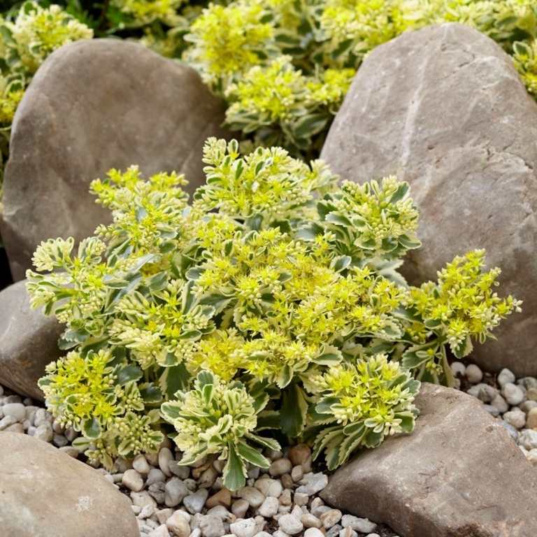 Chelsea Flower Show- Ullungdo stonecrop cobertura do solo flores amarelas secas