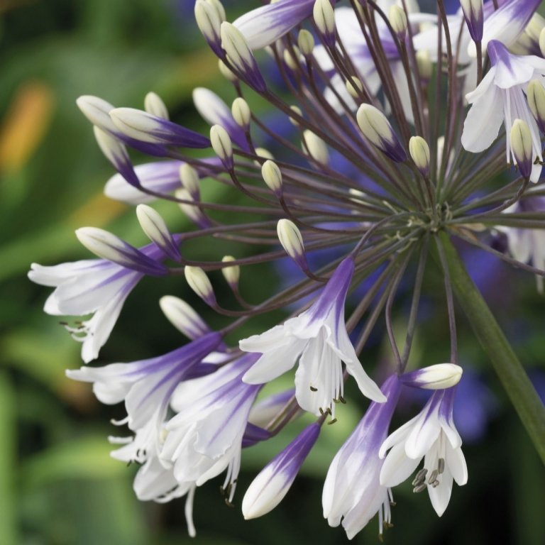 Exposição de flores em Chelsea criando jardim de casa de lírios africanos