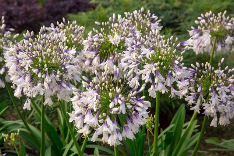 Chelsea Flower Show Ideias para plantação de jardins de lírios africanos