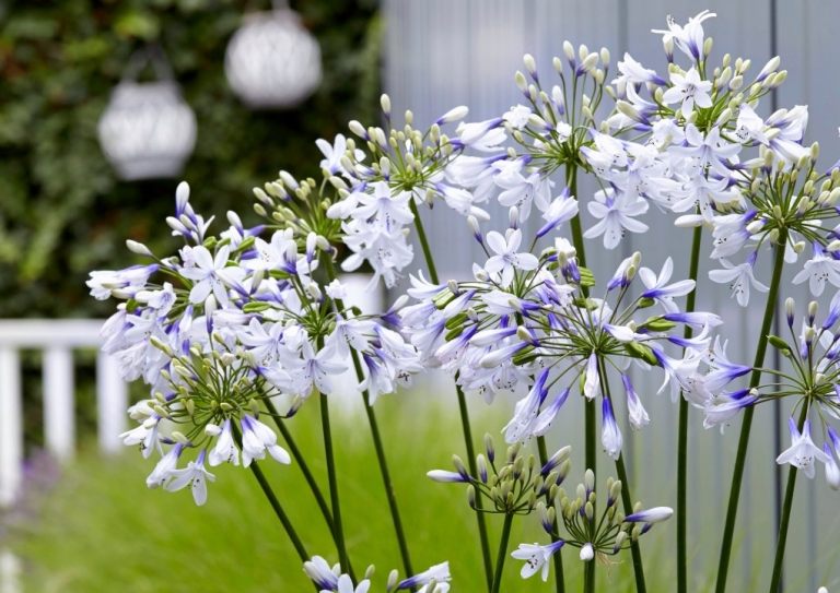 Exposição de flores de Chelsea Flor branca roxa de lírio africano