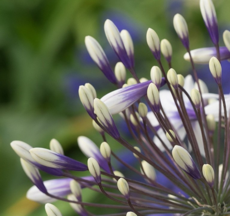 Exposição de flores de Chelsea Jardim de flores brancas roxas de lírio africano