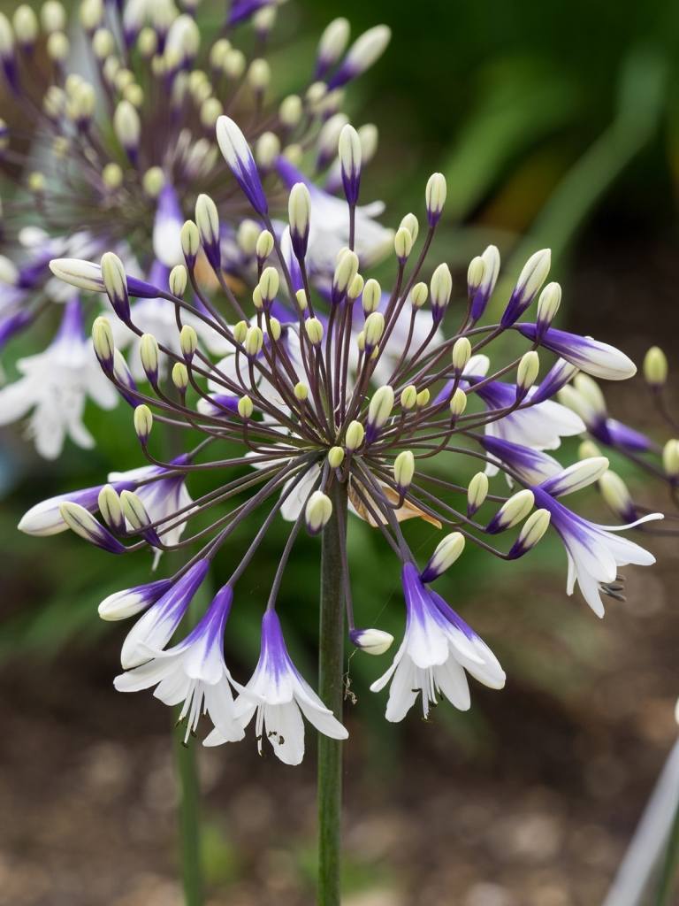 Exposição de flores de Chelsea Flores brancas e azuis do lírio africano