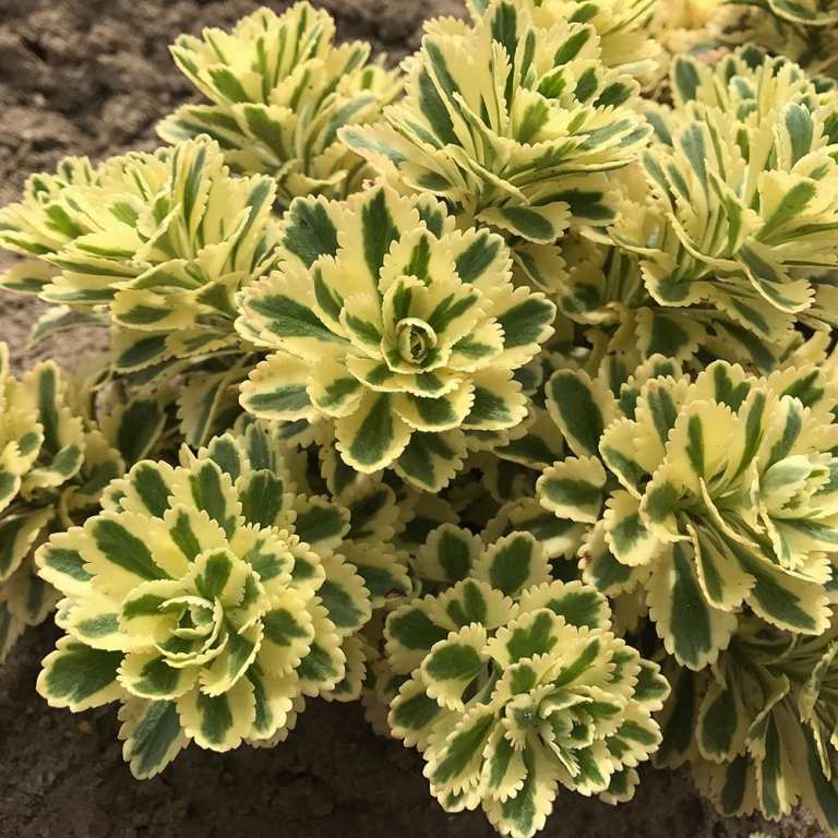 Chelsea Flower Show Ullungdo Stonecrop