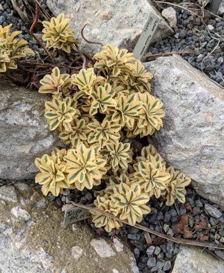 Chelsea Flower Show Ullungdo Stonecrop Deixa Pedras Cobertura do Solo