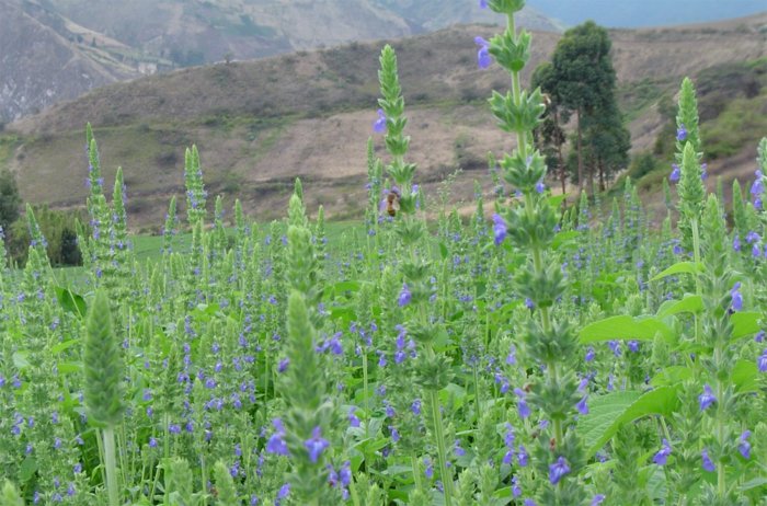 Chia-seed-field-with-flowers