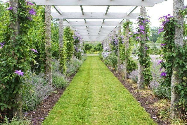 Pergola trepadeira coberta de vegetação proteção privacidade proteção solar gramado