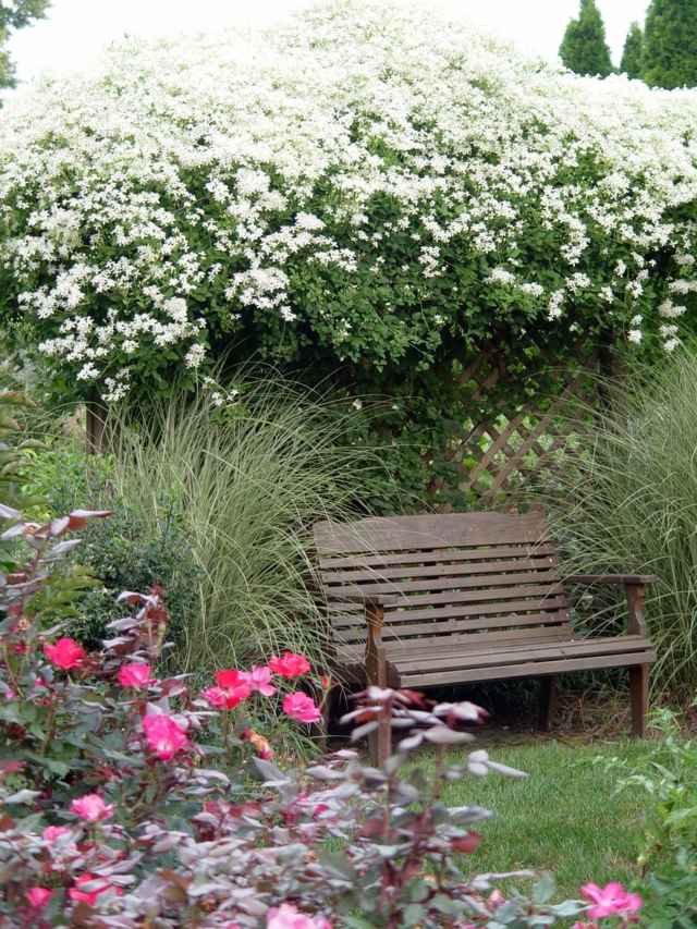 Clematis trepadeiras ideias para telas de privacidade