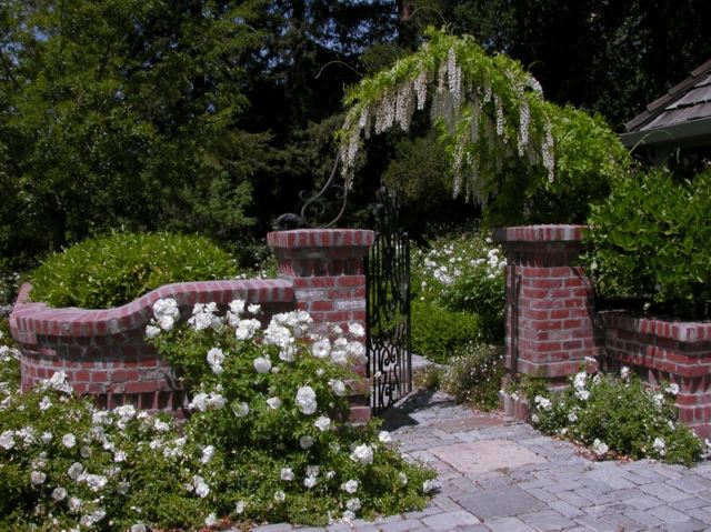 flores de verão clematite ideias para decoração de entrada para jardim