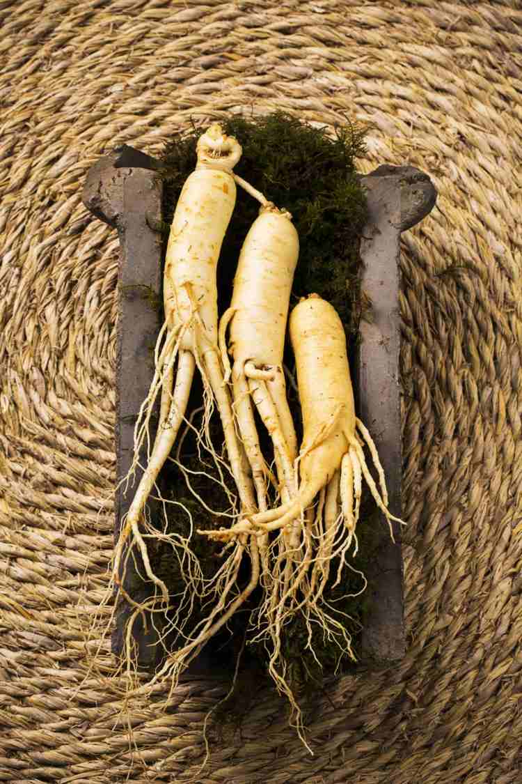 A raiz de ginseng tem sido usada como medicamento popular na China e na Coréia por mais de mil anos