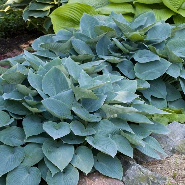 Hosta Halcyon para sombra parcial