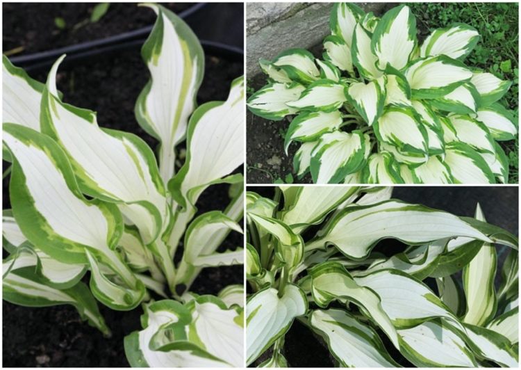 Branco-verde variedade hosta White Christmas