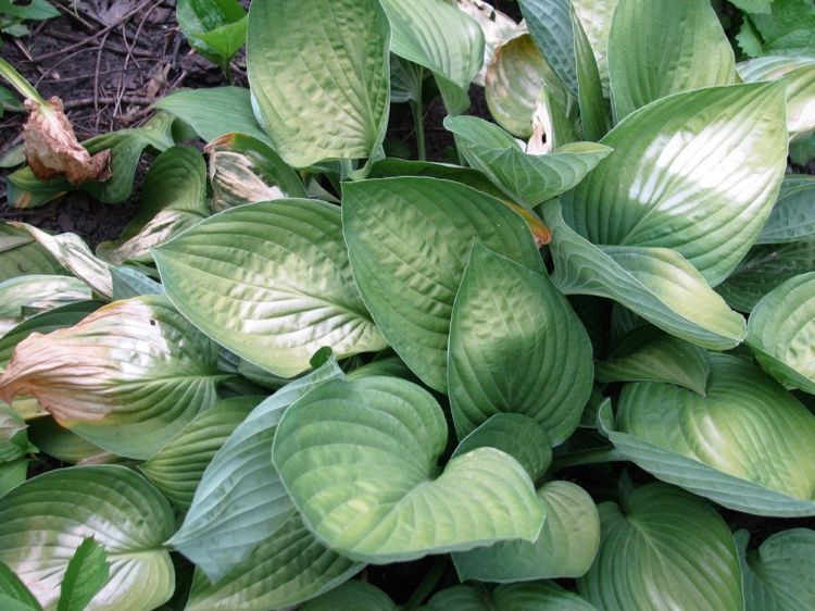 Hosta com queimaduras de sol