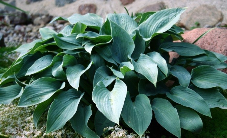 Hosta Halcyon Sun