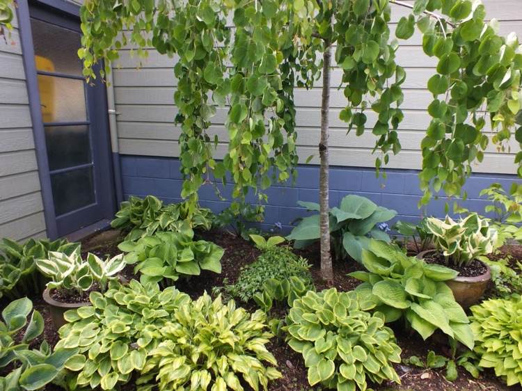 Combine hostas com cores diferentes