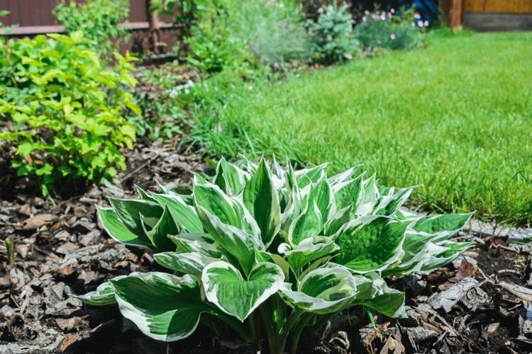 hosta branco e verde para pleno sol