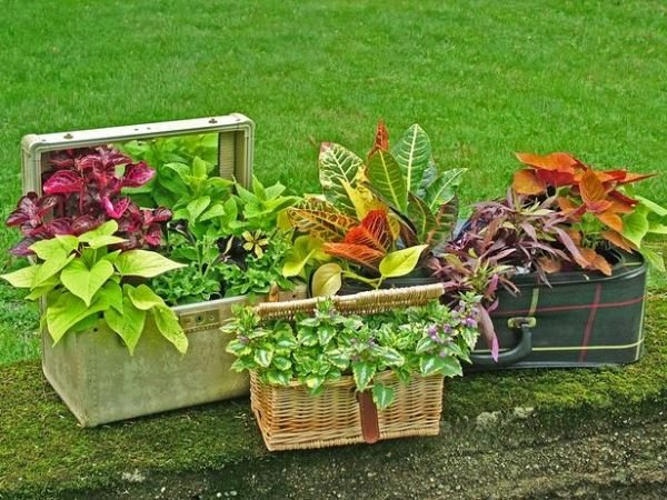 vasos de jardim, caixas de flores, malas, cestas de vime, ideias para upcycling