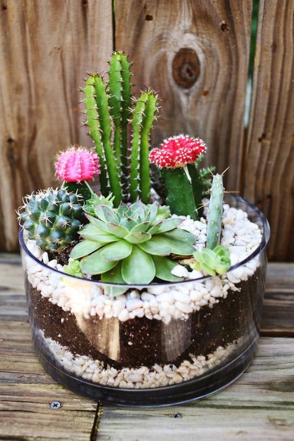 decoração de mesa de jardim com vasos de cactos de vidro