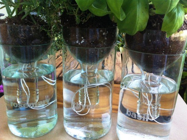 Reutilize plantas de jardim em vasos de flores e garrafas de vinho