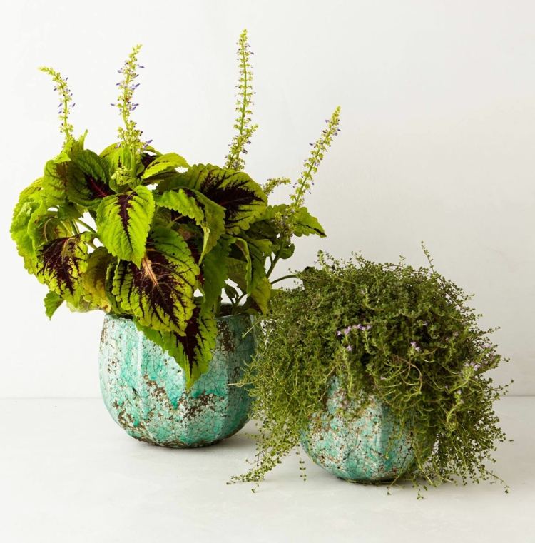 ideia deco vaso de flores turquesa plantas vintage projeto de jardim