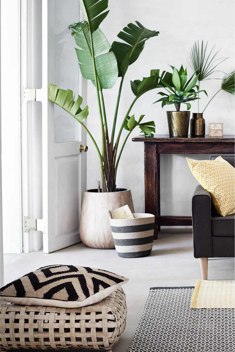 decoração-sala-ideias-plantas-de-interior-canto-bananeira
