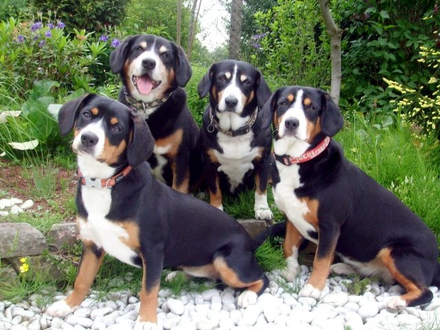 Appenzeller-sennen-dog-four-animals-picture