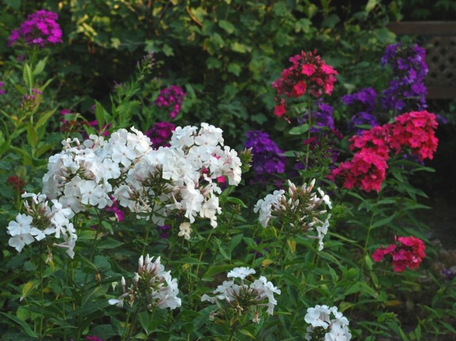 Design em chama de primavera flor de cor roxa alta