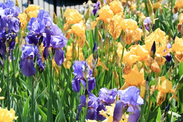 As flores frescas do jardim combinam a cor roxa amarela