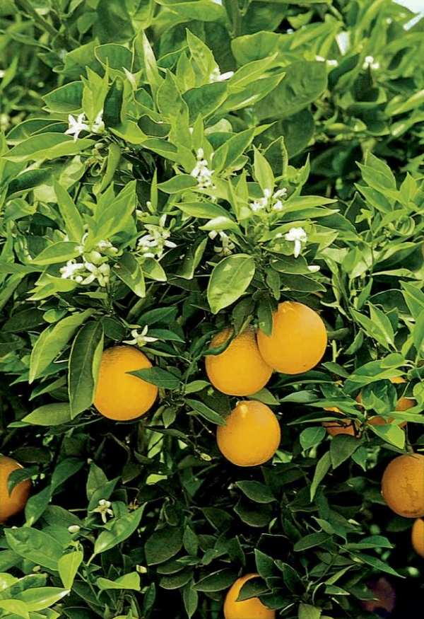 ideias de jardim por dave kelly limoeiro