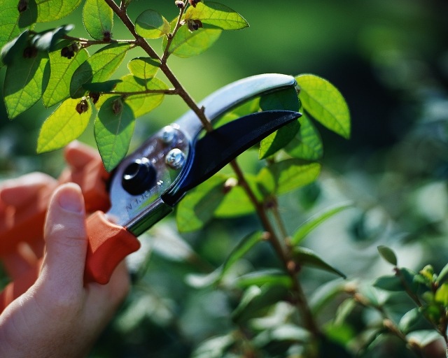 Calendário lunar para combinação de jardim mês de corte