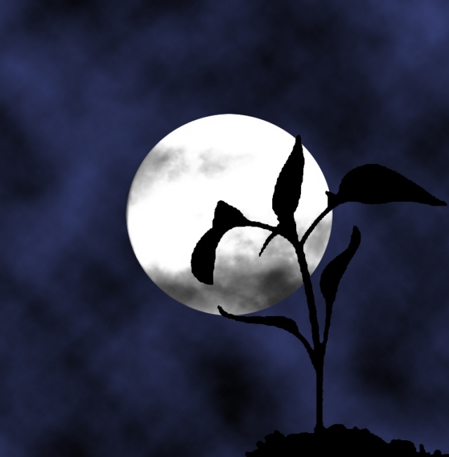 Jardineiros populares do calendário lunar acreditam que forçar a noite da lua