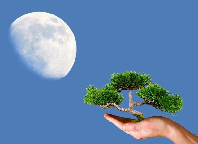 Calendário lunar para plantio de árvores lunares no jardim