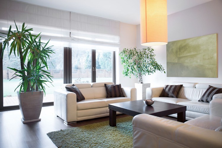 tapete verde-sala-desgrenhada-branca-sofás-couro sintético-plantas de interior
