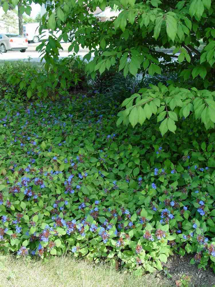 plantas correspondentes cobertura do solo raiz de chumbo azul