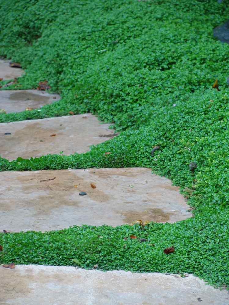 caminho de jardim de rejunte verde, cobertura de solo de cabeças balançadas verdes