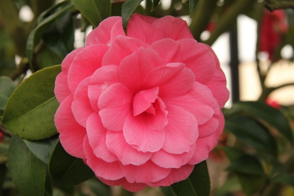 cuidado de plantas de interior flores de camélia perfumadas