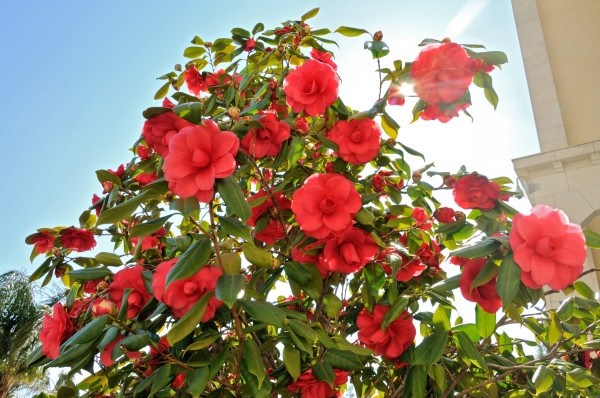 O arbusto de camélia floresce entre dezembro e abril