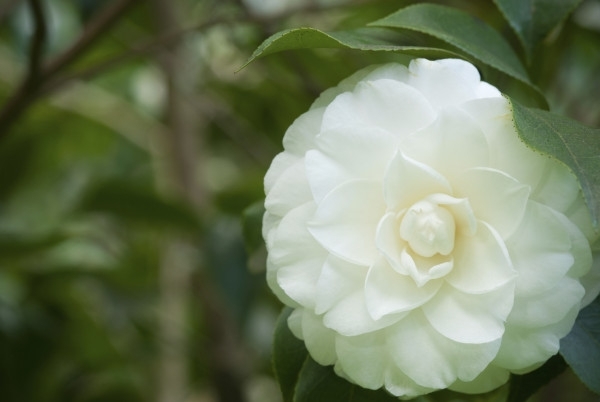 Camélia em flor - dicas de cuidados com plantas domésticas para jardineiros amadores